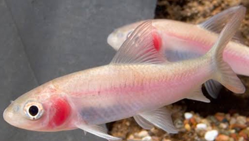 Proper care practices lead to healthy and long-lasting Labeo boga fish