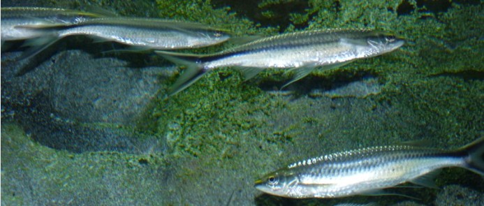 A school of Luciosoma setigerum displaying their reflective silver color