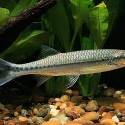 Silver Apollo Shark (Luciosoma setigerum): A Streamlined Silver Bullet for Active Aquariums