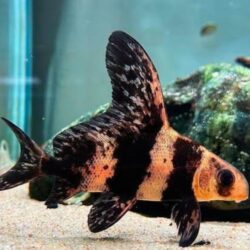 Chinese High-Fin Banded Shark (Myxocyprinus asiaticus): A Freshwater Giant with Striking Juvenile Patterns