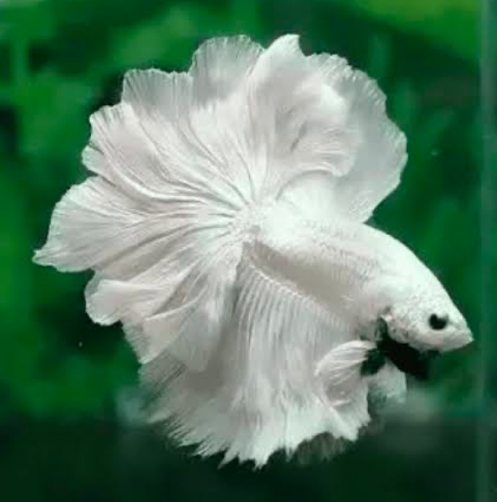 A Healthy white Rosetail Betta fish dives underwater