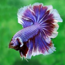 Rosetail Betta Fish (Betta splendens): The Flamboyant Flow of Aquarium Royalty