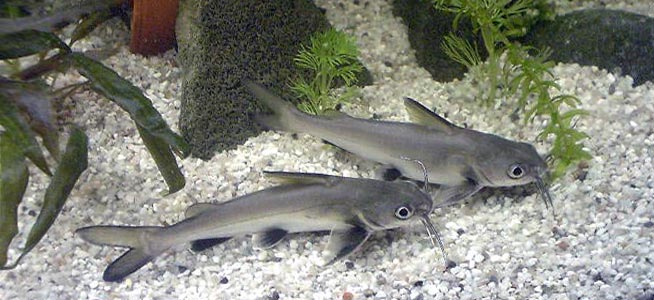 Columbian Sharks searching for food