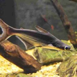 Iridescent Shark Catfish (Pangasianodon hypophthalmus): A Giant with Gentle Energy