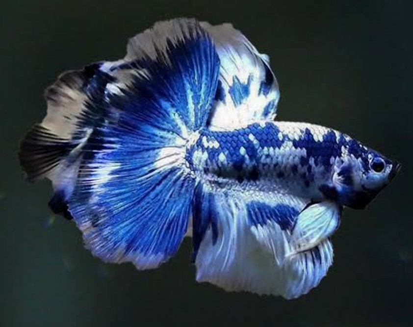 Halfmoon Bettas have curved 180 degree tailfins