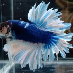 Feathertail Betta Fish (Betta splendens): A Dramatic Display of Elegance