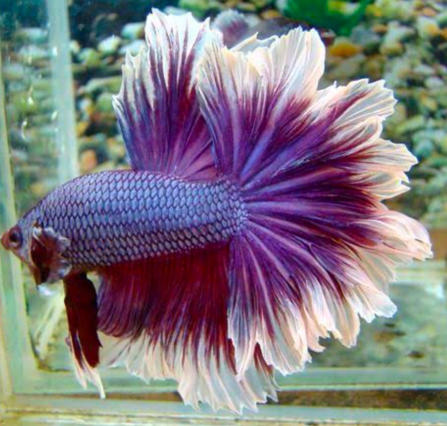 A purple Feathertail Betta fish with pale pink highlights on its tail fin
