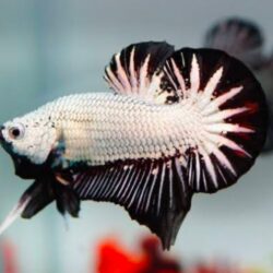 Plakat Betta Fish (Betta splendens): Short-Finned Strength, Personality, and Care