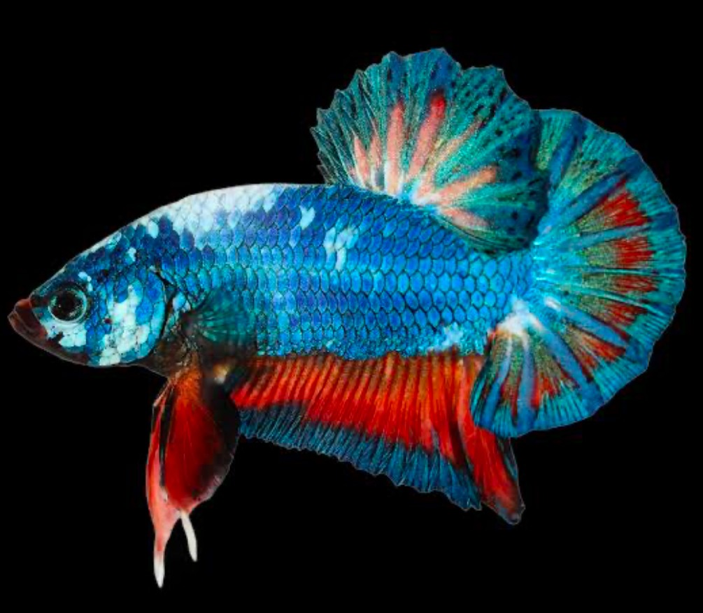 A vibrant Plakat Bettas with its blue compact body with red short fins.