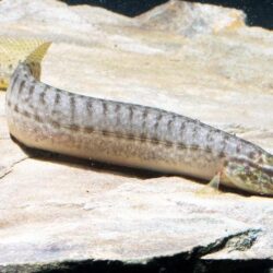 Yellowtail Spiny Eel (Macrognathus pancalus): A Small but Striking Beginner-Friendly Eel