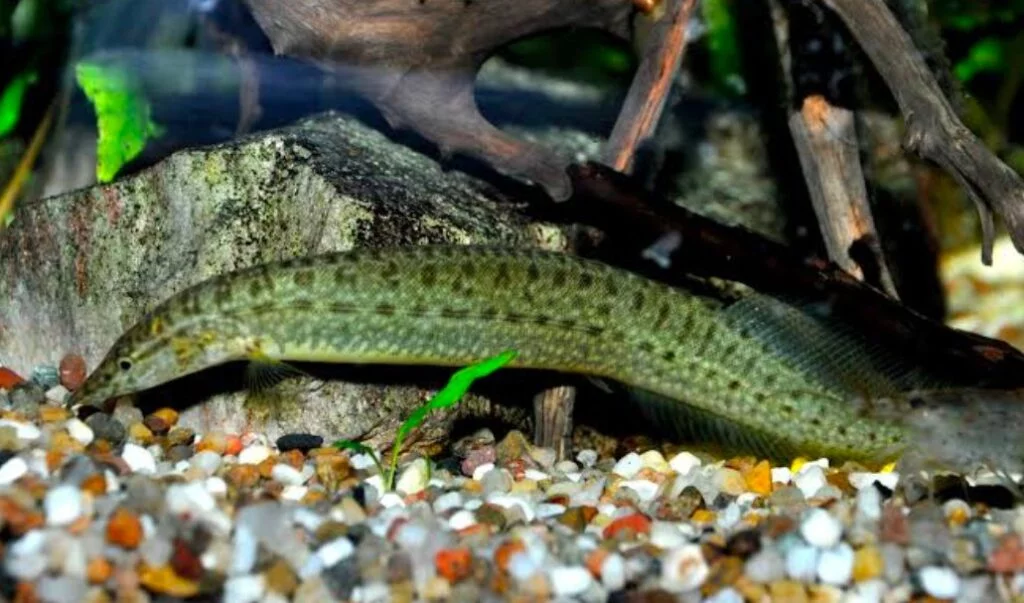 A Yellowtail spiny eel burying through pebbles in a aquascaped tank.