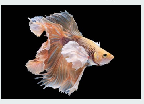 Flowing fins of a halfmoon betta on a black background.