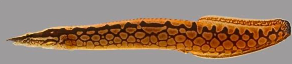 A close up of a tire track eel on a blank background.