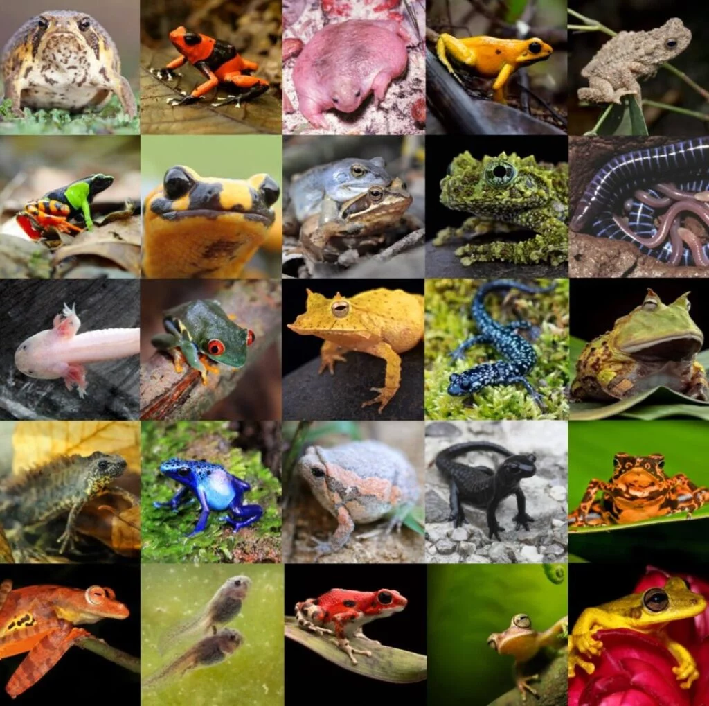 A collage of amphibians.