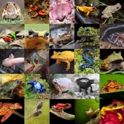 7 Beginner-Friendly Amphibians: Complete Care Guides for First-Time Owners