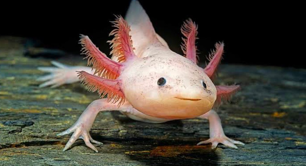 Closeup of an Axolotl resting on rock in its enclosure.