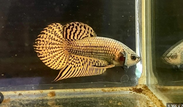 Betta in a display tank.