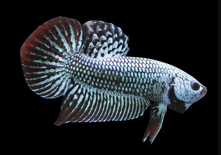 A gray alien betta fish.