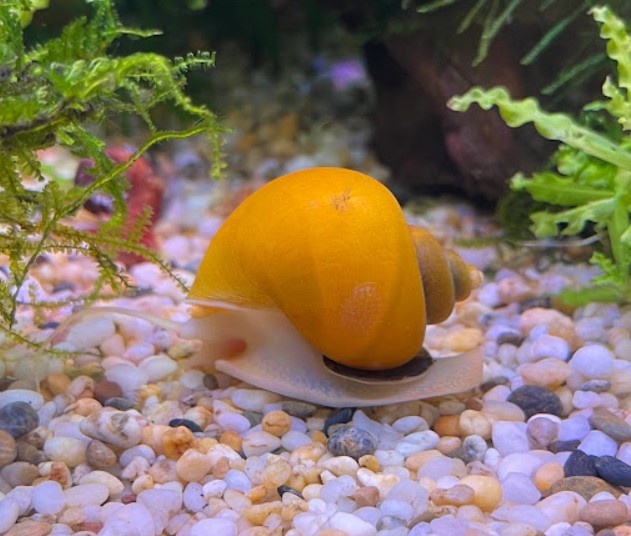 A mystery snail rummaging along the substrate of a planted tank.