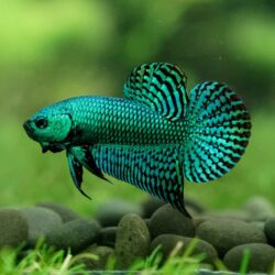 Alien Betta Fish (Betta splendens): A Metallic Showpiece With Mysterious Origins