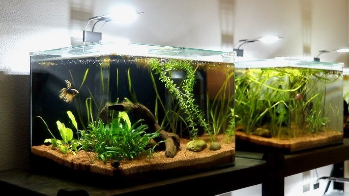 A well aquascaped Crowntail Betta aquarium