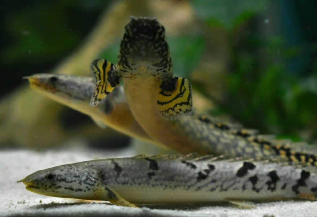 Three Bichirs swimming along the tank floor.