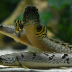 Bichirs (Polypterus spp.): Ancient Prehistoric Fish for Enthusiasts