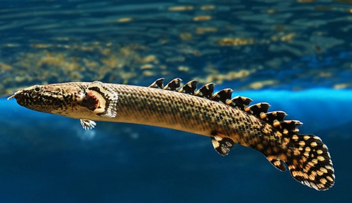 A Birchir swimming.