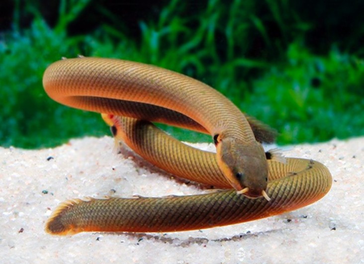 Rope Fish