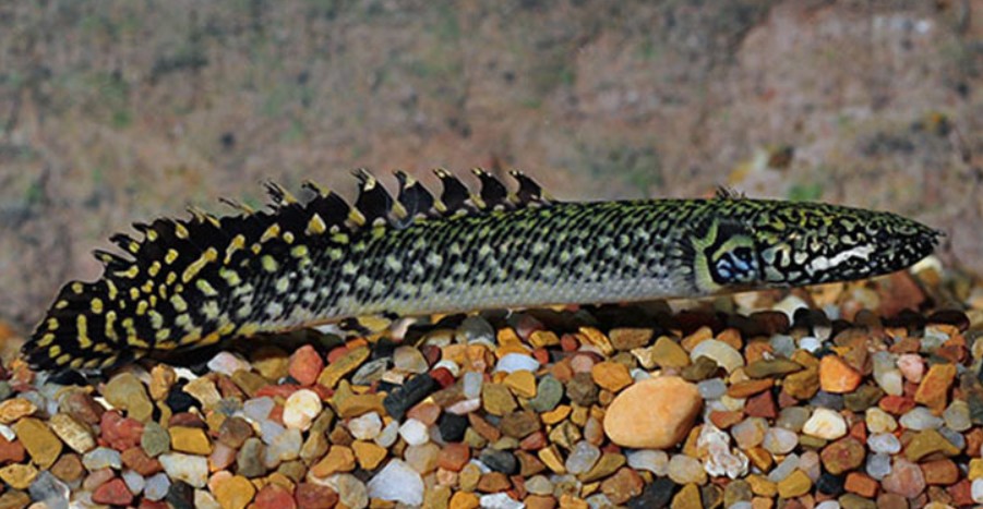 A greenish and black speckled Birchir resting on the red pebbled substrate.