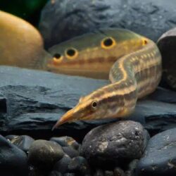 Peacock Eel (Macrognathus siamensis): Graceful and Peaceful Diver for Community Aquariums