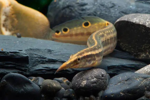A well aquascaped tank enclosing with a Peacock Eel resting on a few rocks.