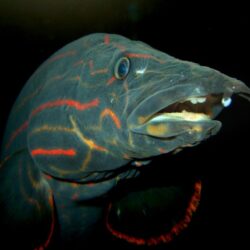 Fire Eel (Mastacembelus Erythrotaenia): Fiery Colors, Majestic Presence for Committed Aquarists