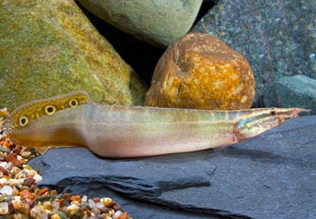 Peacock Eel in a well aquascaped tank.