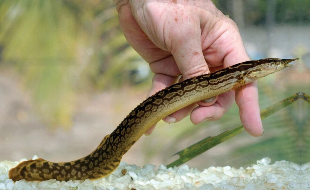 A Zig Zag eel being held by a hand.