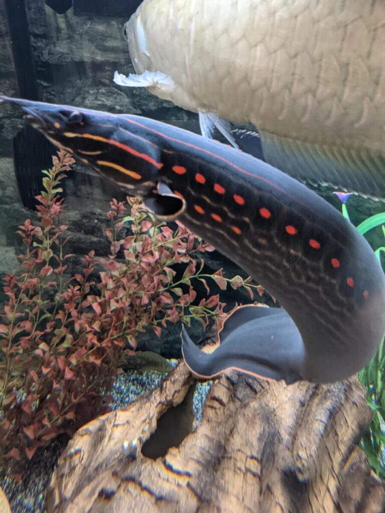 A large fire eel in a well planted aquascaped community tank with other large fish.