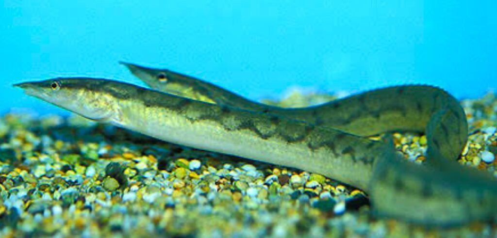 Two zig zag eels on smooth colorful pebble substrate in a tank with a blue background.