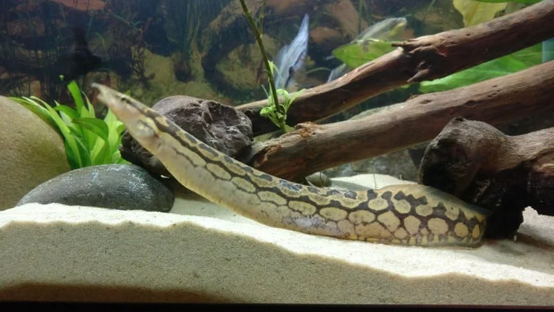 Zig-Zag Eel in its well aquascaped community tank