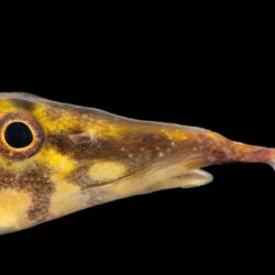 Zig‑Zag Eel (Mastacembelus armatus): Dramatically Patterned Burrower for Intermediate Aquarists
