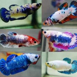 Halfmoon Plakat Betta (Betta splendens): Compact Elegance with a Striking Tail