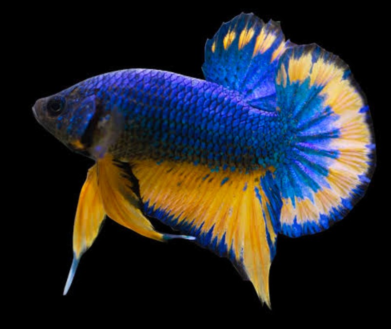 Halfmoon Plakat with blue and yellow fin colors.