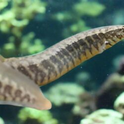 Half-Banded Spiny Eel (Macrognathus circumcinctus): Social, Striped, and Escape-Savvy Oddball