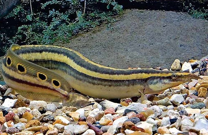 The Peacock Eel (left)