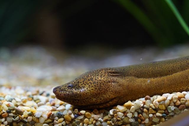 An Asian Swamp Eel in its well aquascaped enclosure