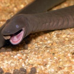 Rubber Eel (Typhlonectes natans): Unique Fully Aquatic Amphibian for Niche Keepers