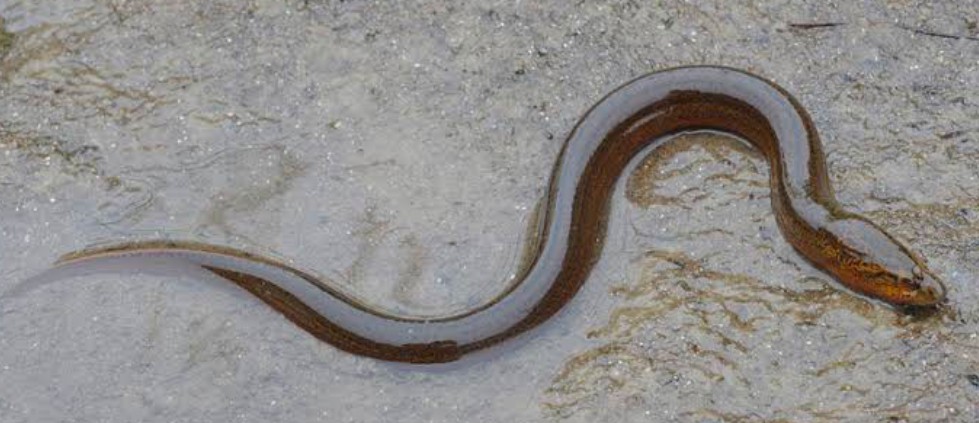 A wild Asian Swamp Eel swimming on a shallow sandy river.