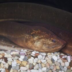 Asian Swamp Eel (Monopterus albus): Hardy, Air-Breathing Predator for Advanced Keepers