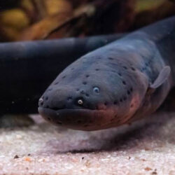 Electric Eel (Electrophorus electricus): Shocking Predator for Expert Aquarists