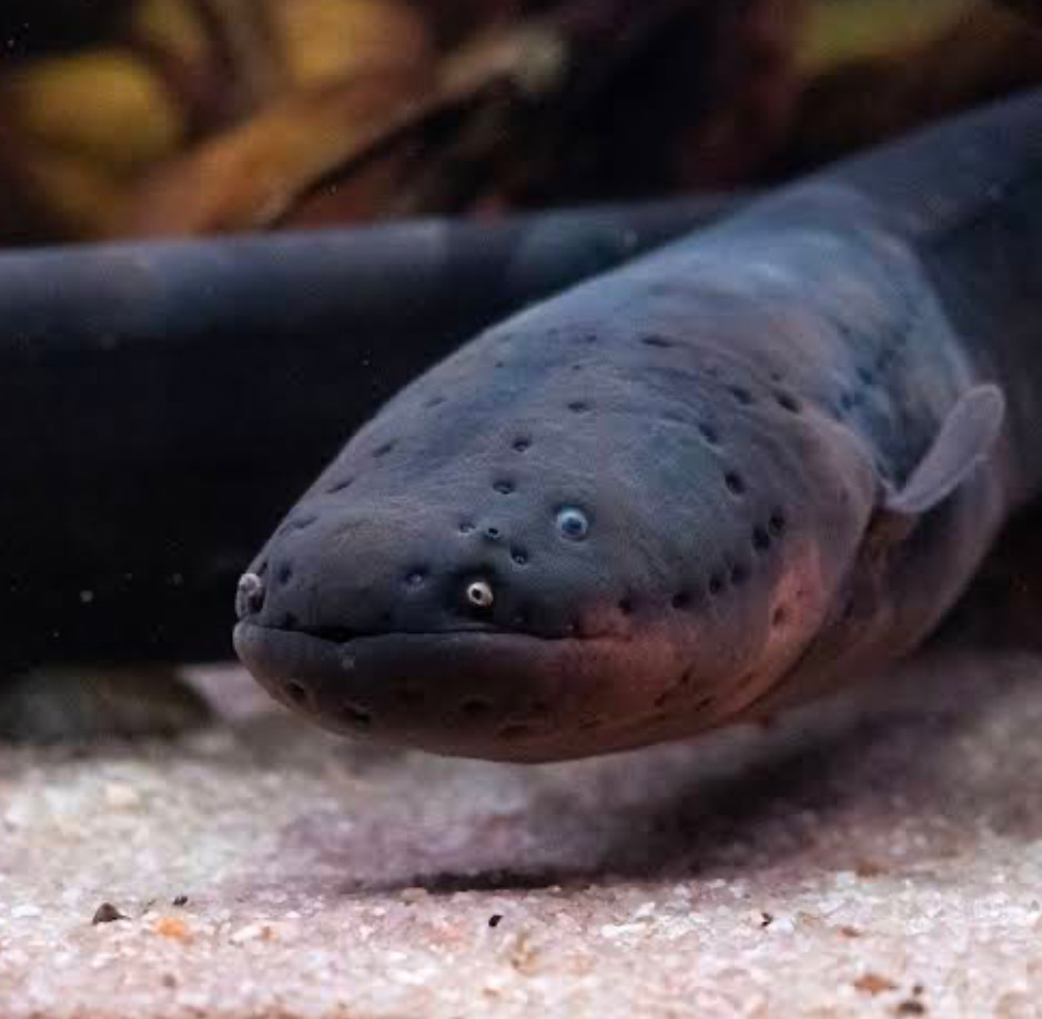 A close up of the head of an electric eel 