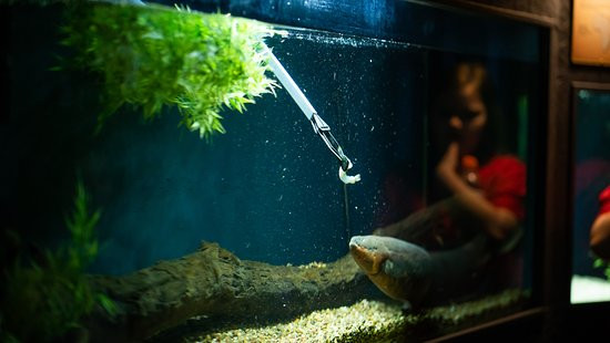 A mechanical clamp being used to hold a shrimp in a tank for an electric eel to feed.